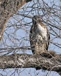 Red tailed Hawk with Squirrel 6983